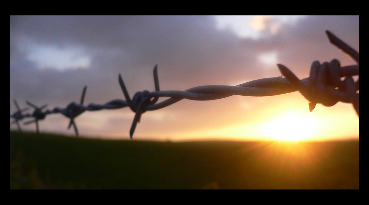 barbed wire photo